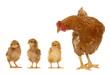 Photo: hen and chicks hen and chicks
