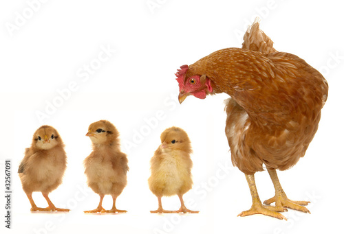 Photo: hen and chicks hen and chicks