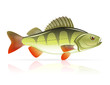 perch vector illustration