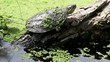Video: Tortuga Tortuga