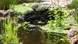 Video: Tortuga Tortuga