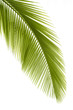 Palm leaf