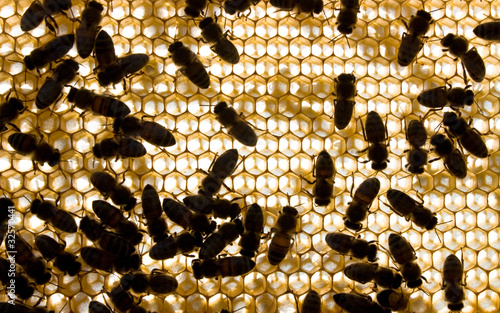 Photo: Bees on frame Bees on frame