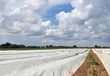 Foto: Spargelanbau Spargelanbau