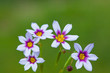 flower[annual_blue-eyed_grass]_05