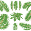 Palm leaves