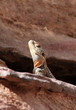 Photo: An Agama Lizard, peering around at Petra An Agama Lizard, peering around at Petra