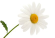 canvas print picture - daisy