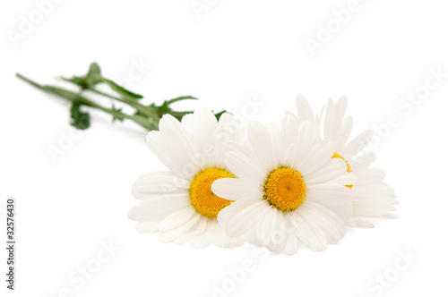 Photo: daisy daisy