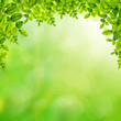 Fresh green leaves background Fresh green leaves background