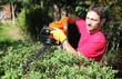 Photo: jardinier, pépiniériste, paysagiste taille un arbuste jardinier, pépiniériste, paysagiste taille un arbuste