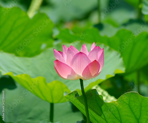 Photo: blooming lotus flower over green background. blooming lotus flower over green background.