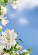 apple blossom