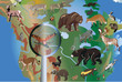 different animals in North America different animals in North America