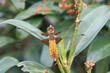 Plattbauch Libelle Blaupfeil