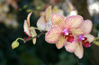 Orchids
