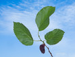 Black mulberry Black mulberry