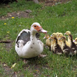 Group of Ducklings with their mother, outdoors Group of Ducklings with their mother, outdoors