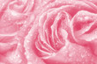 Elegant pink toned Rose card