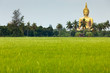 giant golden buddha and rice field, thailand