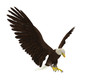 american bald eagle hunting different angle