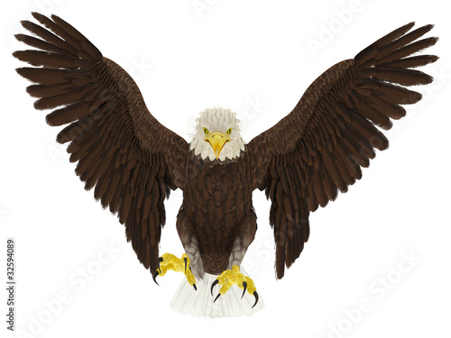 american bald eagle hunting front attack by DM7, Royalty free stock ...