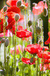 Ornamental Poppies