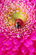 ladybug on a flower