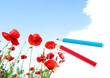 Bright red poppies