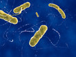 EHEC Bakterien /EHEC bacteria