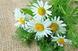 bouquet of daisies on the linen bag rural background bouquet of daisies on the linen bag rural background