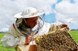 Photo: Apiarist and frame with bees. Apiarist and frame with bees.