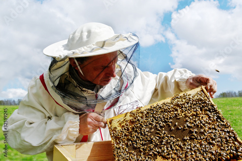 Photo: Apiarist and frame with bees. Apiarist and frame with bees.