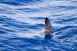 sunfish fin coming out water as a shark metaphor sunfish fin coming out water as a shark metaphor