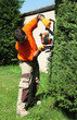 Photo: paysagiste jardinier taille un cyprès avec un taille-haie paysagiste jardinier taille un cyprès avec un taille-haie