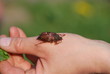 Käfer