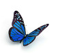 Illustration: butterfly butterfly