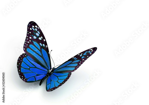 Illustration: butterfly butterfly