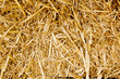 bale golden straw texture ruminants animal food bale golden straw texture ruminants animal food