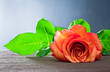 rose on old wood