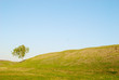 tree in field
