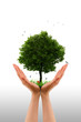 Tree alive  - Hand