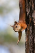 acrobat