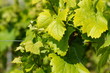 vignes vignes