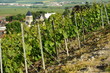 Vignes Vignes