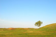 tree in field