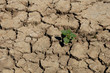 sécheresse agricole