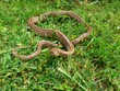 Couleuvre à échelons