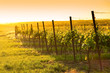 Evening view of the vineyards
