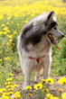 Alaskan Malamute
